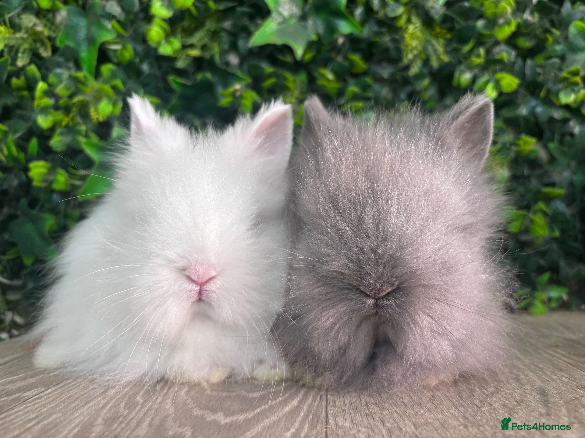 Lionhead rabbits BEAUTIFUL BABY LIONHEAD BUNNIES  - Advert 1