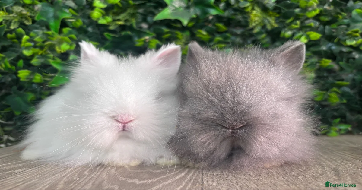 Baby bunnies Rabbits for Sale for sale | Pets4Homes