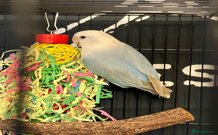 Lovebirds birds - Advert 1
