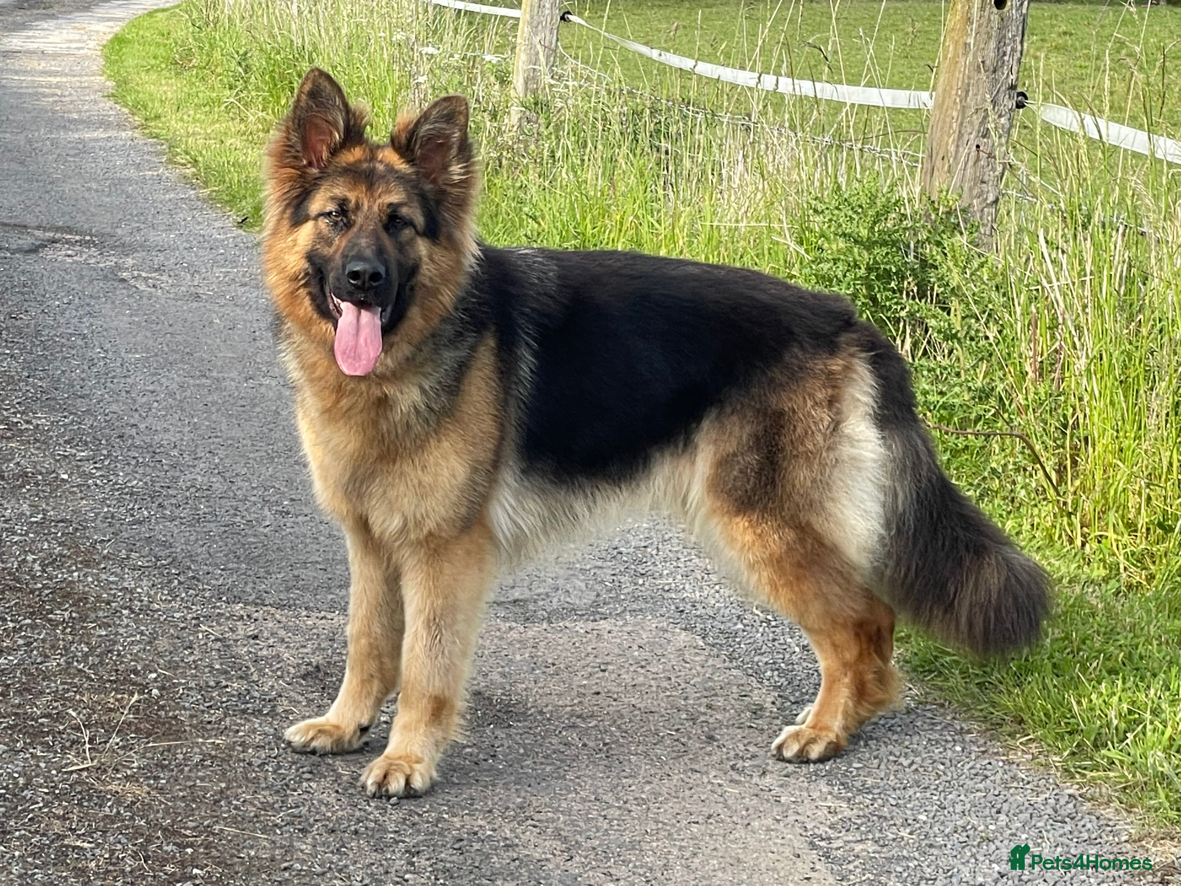 German Shepherd dogs KC REG Long coated German Shepherd puppies  - Advert 1