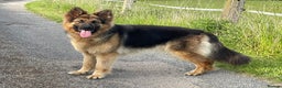 German Shepherd dogs for sale: KC REG Long coated German Shepherd puppies  - Advert 1
