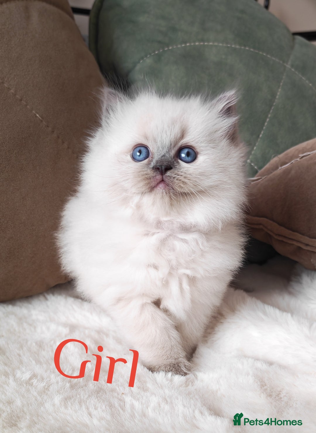 Ragdoll cats for sale: GCCF REGISTER KITTENS  - Advert 29