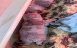 English Bulldog dogs for sale: English bulldog puppies - Image 20
