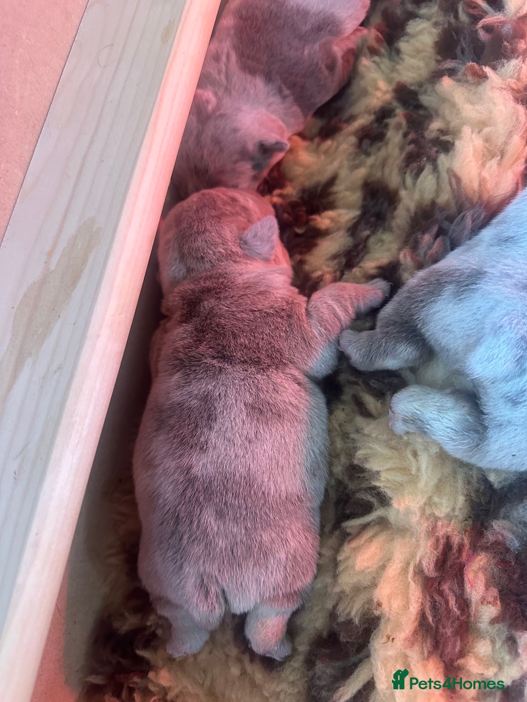 English Bulldog dogs for sale: English bulldog puppies - Image 20