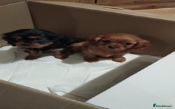 Cavalier King Charles Spaniel dogs for sale: Ruby king charles - Advert 3
