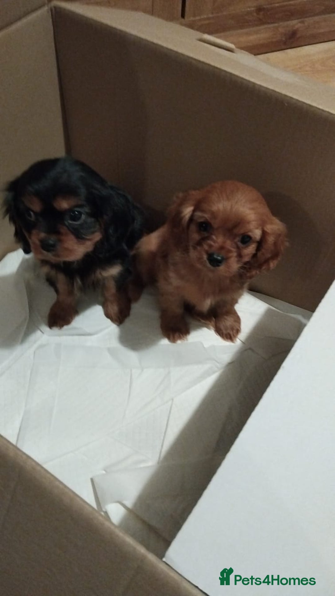 Cavalier King Charles Spaniel dogs for sale: Ruby king charles - Advert 3