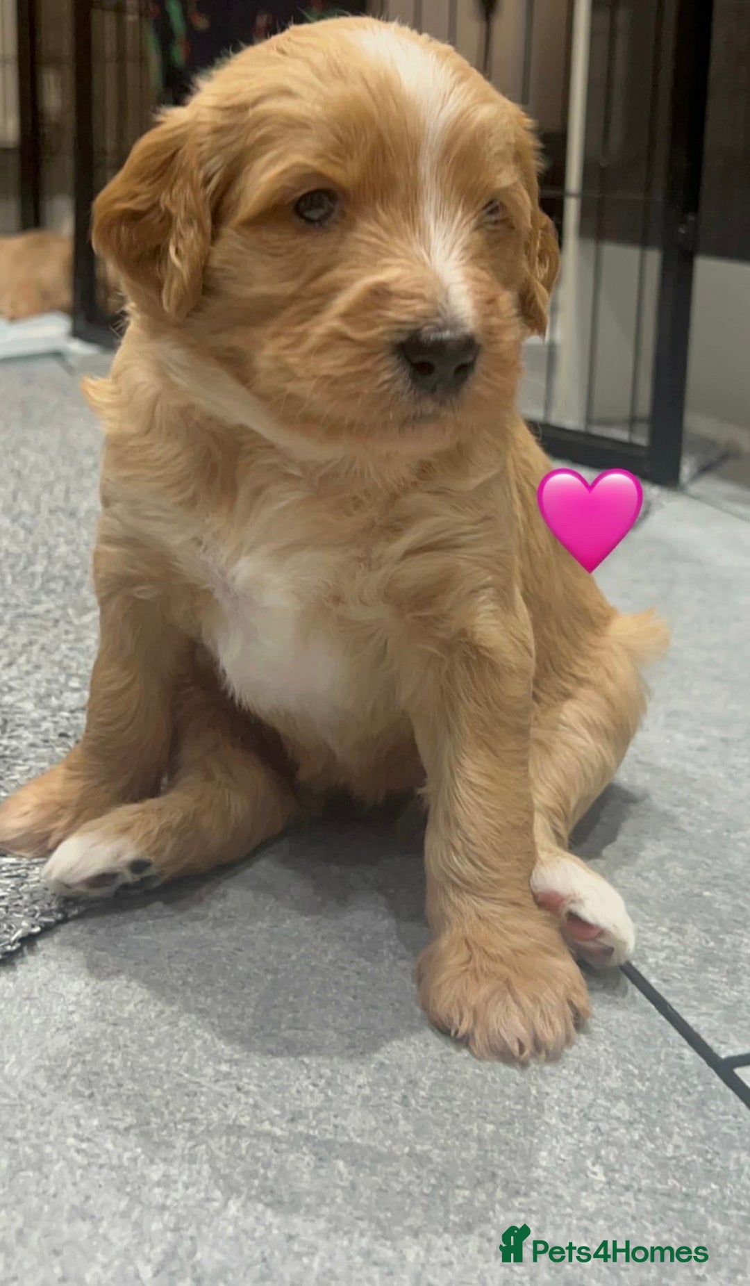 Mixed Breed dogs for sale: Stunning litter of Golden Bernadoodles - Advert 6