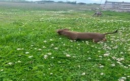 Jack Russell dogs for sale: Beautiful Jack Russell Puppies for sale  - Image 7