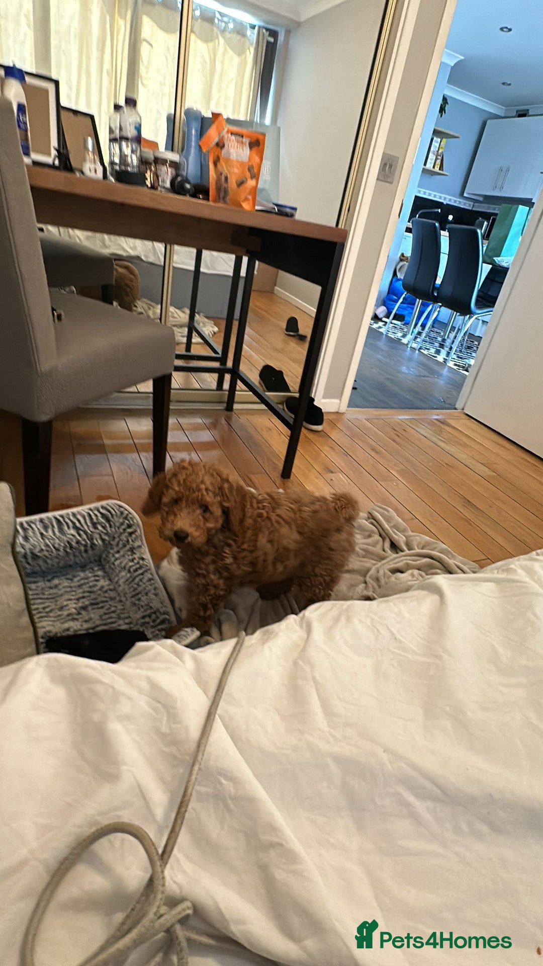 Toy Poodle dogs for sale: Golden Brown Toy Poodle  - Image 2