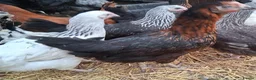Chickens poultry for sale: Coloured hybrids pullets all female  - Advert 4