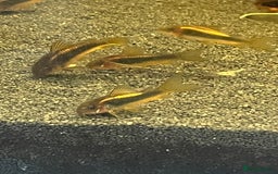 Corys fish for sale: Gold Lazer Corys. £10 - Image 1