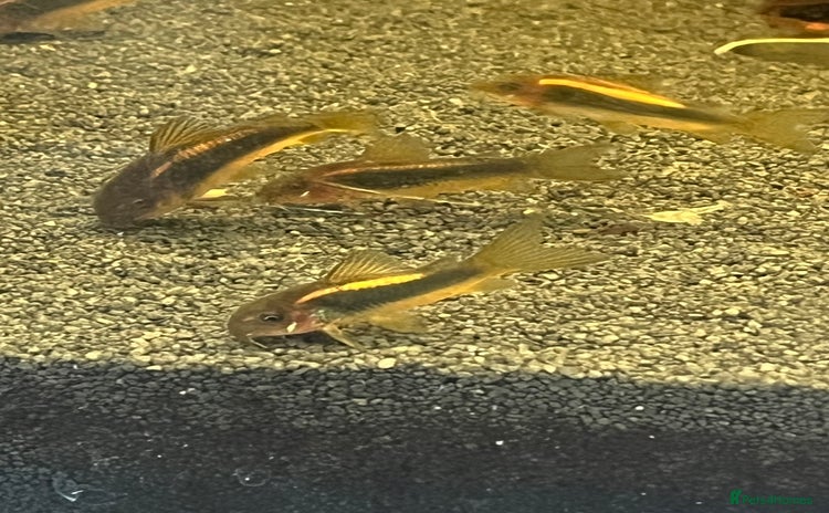Corys fish - Advert 6