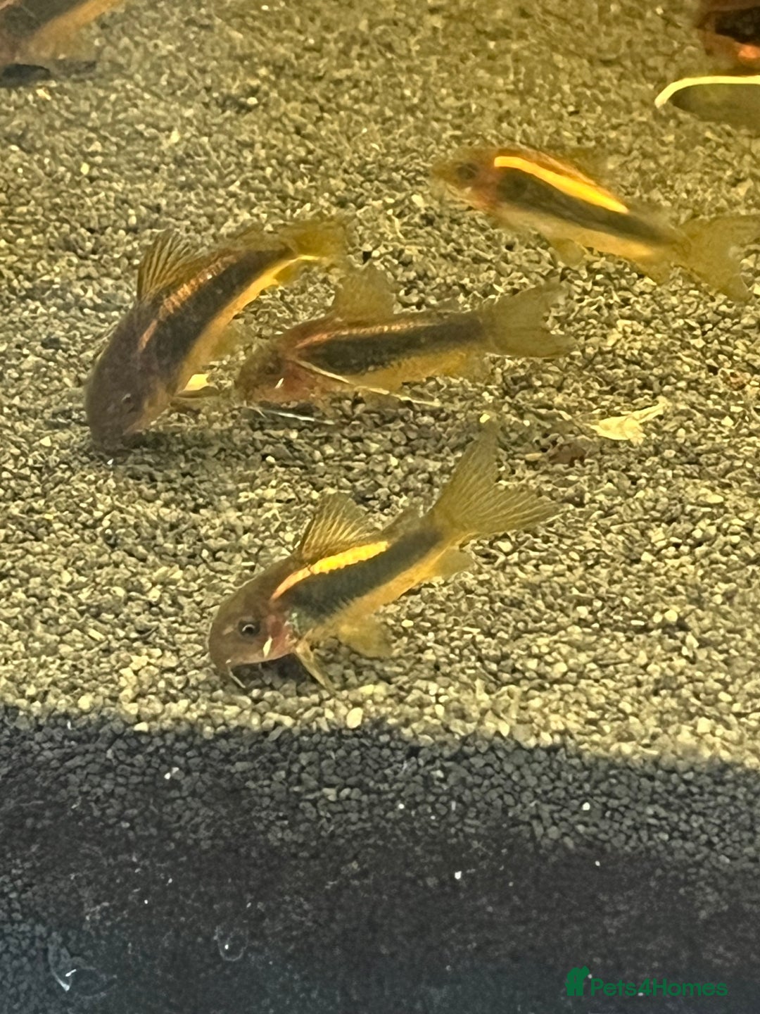 Corys fish for sale: Gold Lazer Corys. £10 - Image 1