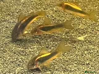 Corys fish Gold Lazer Corys. £10 - Advert 1