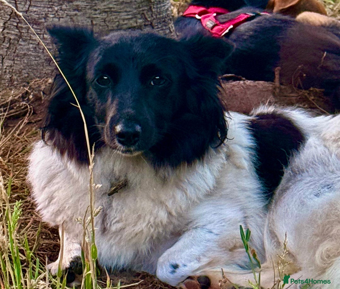 Welsh Corgi Cardigan dogs for adoption: BiBi – The Forgotten Soul Who Almost Lost her life - Image 6