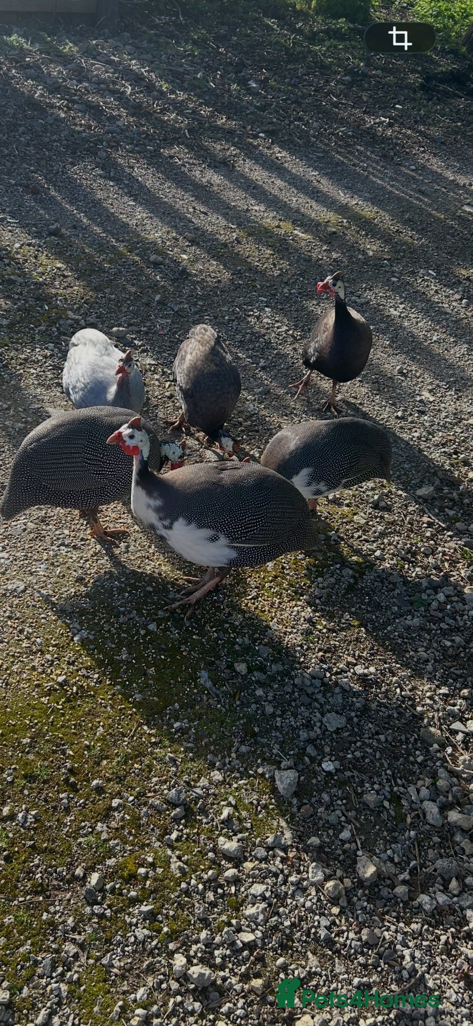 Guinea Fowl poultry Guinea keets - Advert 15