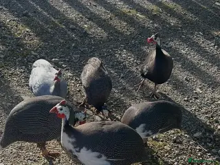 Guinea Fowl poultry Guinea keets - Advert 15
