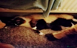 Ragdoll cats for sale: Ragdoll cross  - Image 6