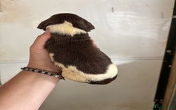 English Springer Spaniel dogs for sale: Springer Spaniel Puppies  - Image 13