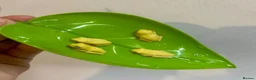 Frog reptiles for sale: Albino, bubblegum red eye tree frogs  - Advert 2