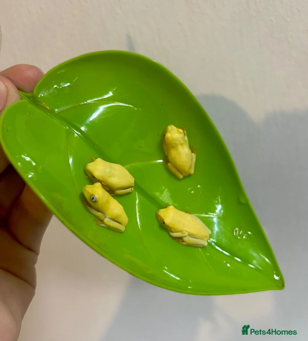 Frog reptiles for sale: Albino, bubblegum red eye tree frogs  - Advert 2