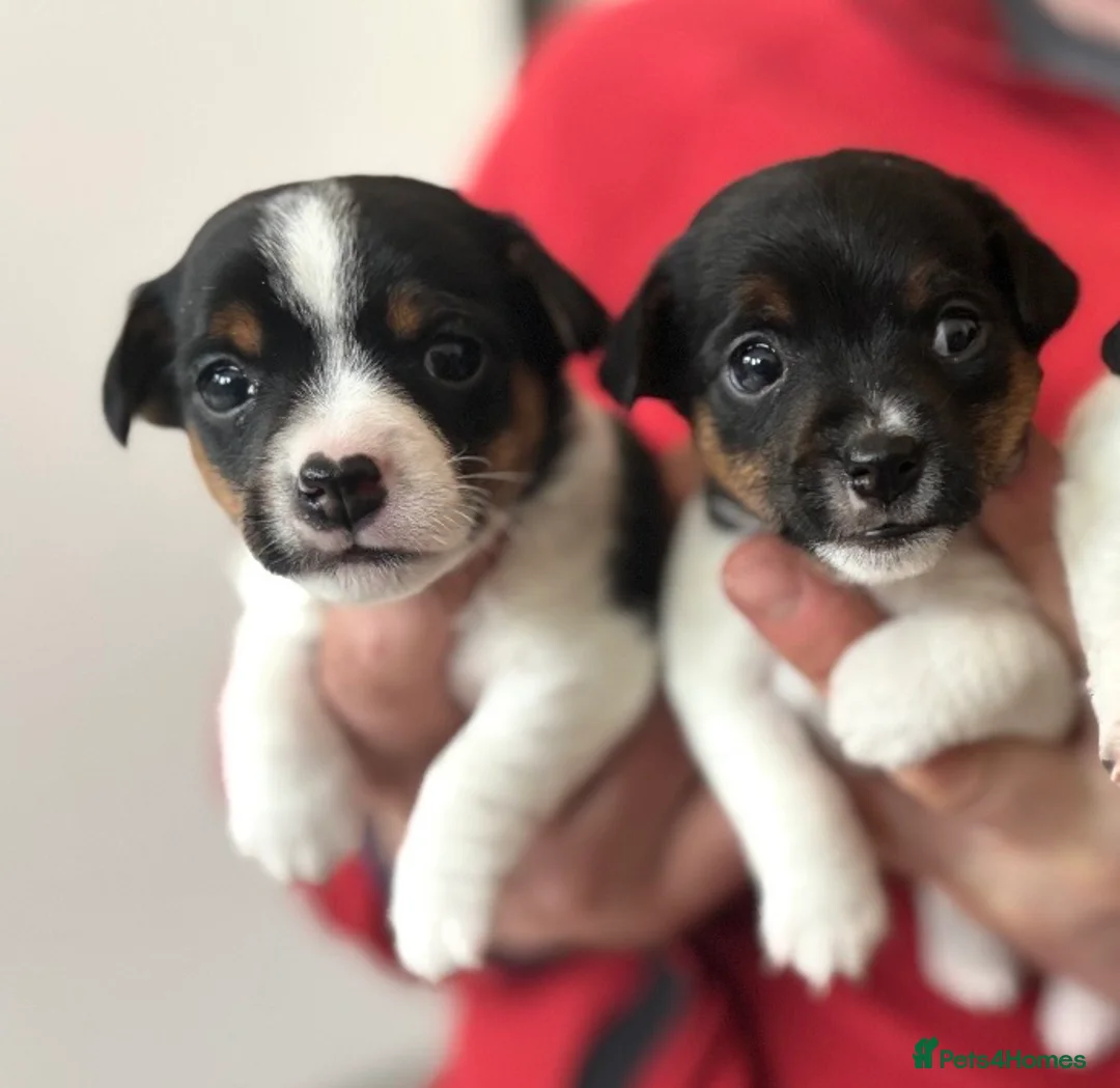 Jack Russell dogs for sale: Miniature Jack Russell Puppies - Advert 1