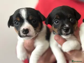 Jack Russell dogs Miniature Jack Russell Puppies - Advert 2