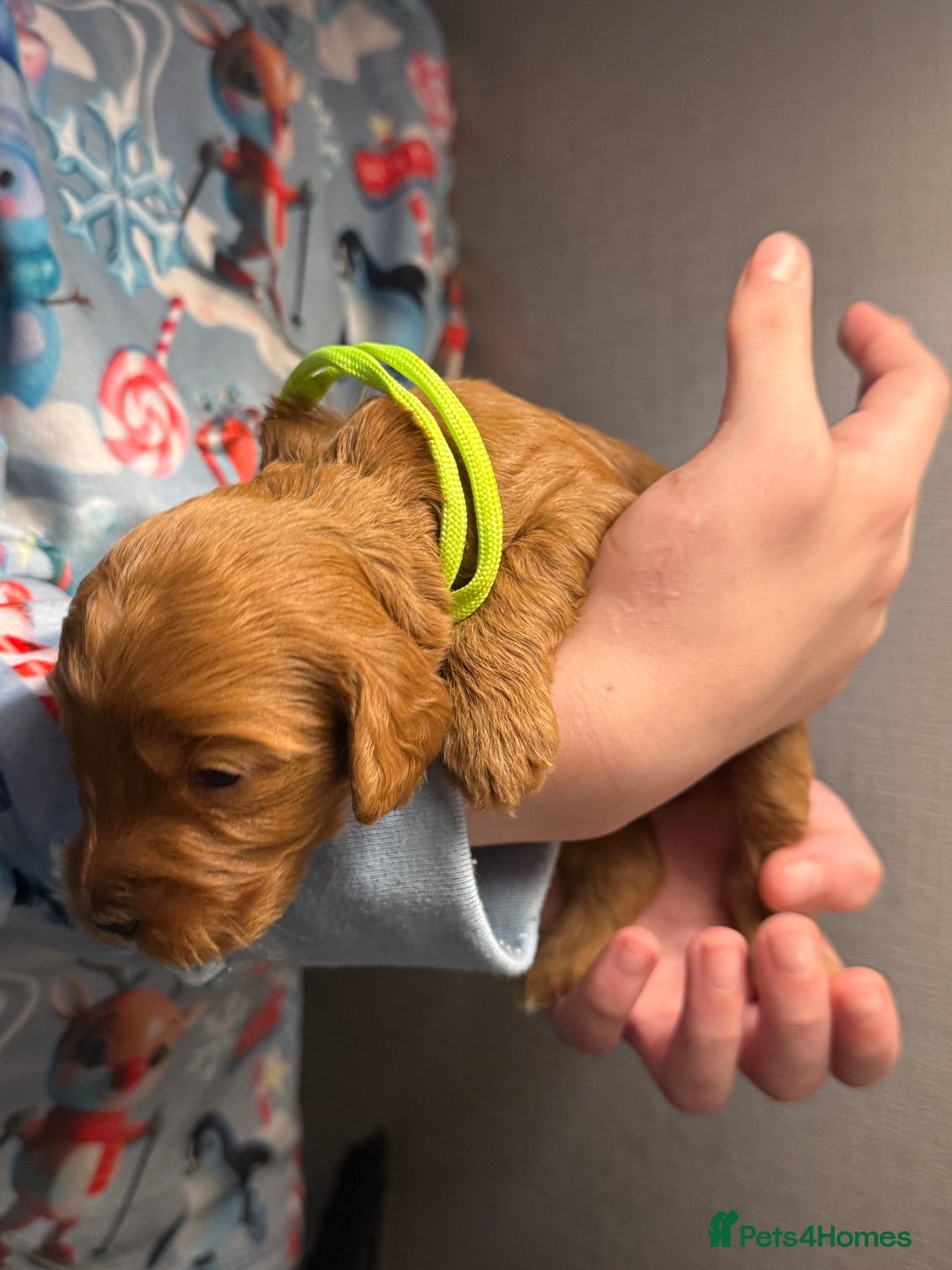 Cockapoo dogs for sale: Cockapoo F1 - Advert 28