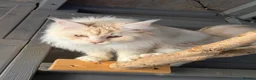 Maine Coon cats for sale: Maine coon girl 1year old  - Advert 9