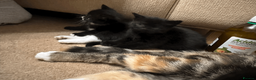 British Shorthair cats for sale: Two black kittens, one with some white    in Bristol - Advert 5