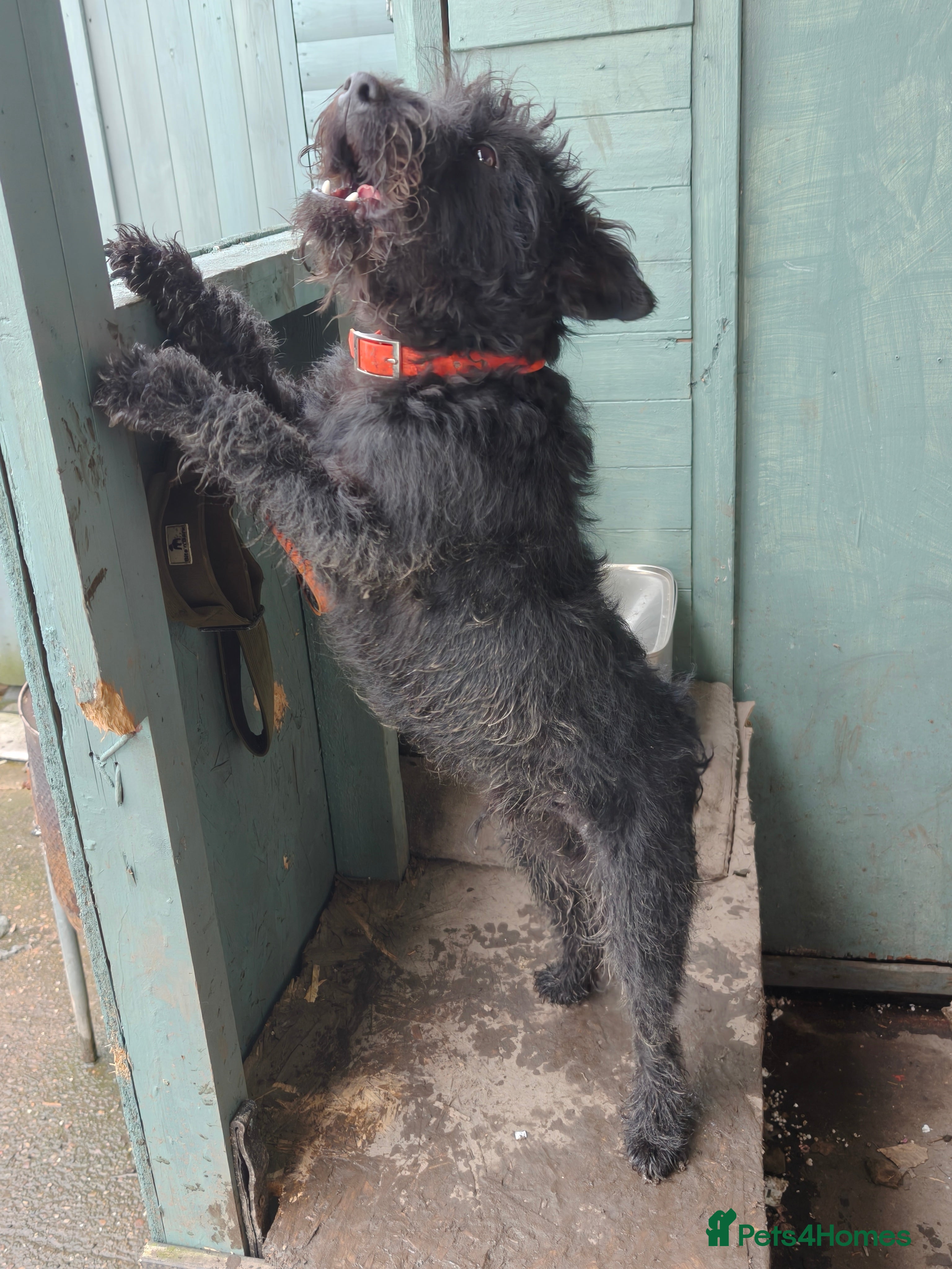 Mixed Breed dogs fell terrier 3/4 lakeland 1/4 patterdale - Advert 16