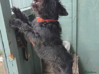 Mixed Breed dogs fell terrier 3/4 lakeland 1/4 patterdale - Advert 16