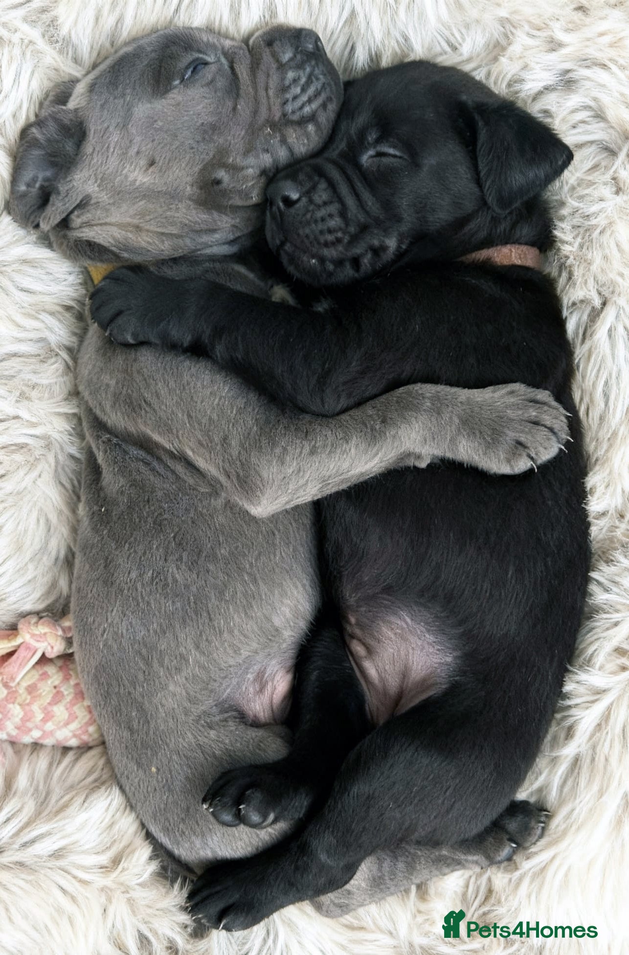 Cane Corso dogs Remarkable Cane Corso Puppies – One of a Kind - Advert 1