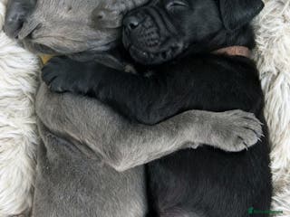 Cane Corso dogs Remarkable Cane Corso Puppies – One of a Kind - Advert 1