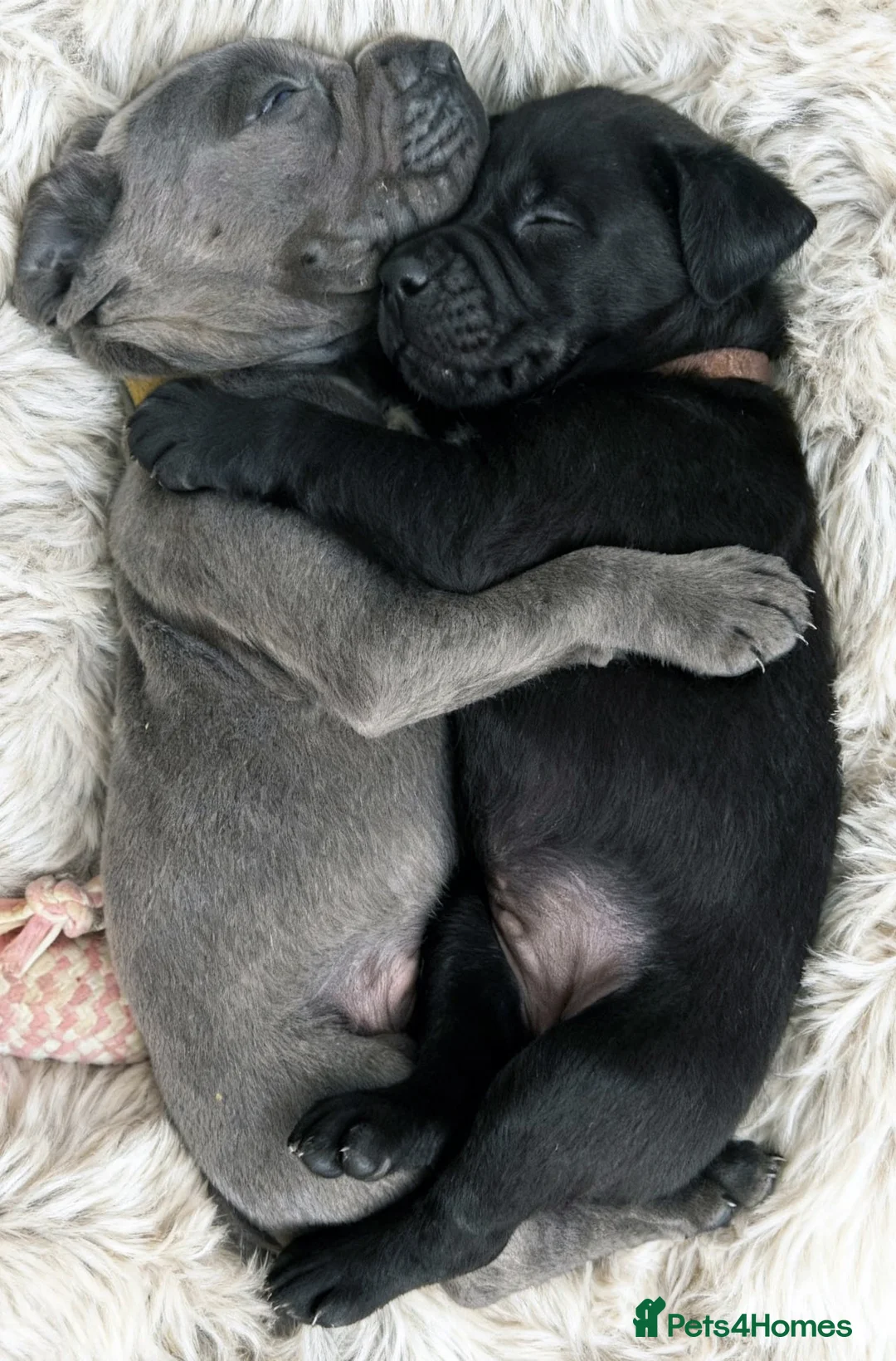 Cane Corso dogs for sale: PRICE DOWN, 1 BOY 2 GIRLS LEFT - Advert 12