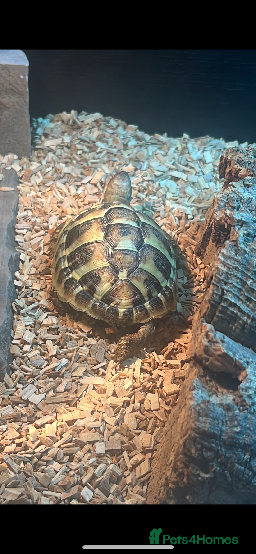 Hermann Tortoise reptiles for sale: Herman Tortoise - Advert 4