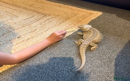 Bearded Dragon reptiles for sale: 1yo bearded dragon  - Image 7