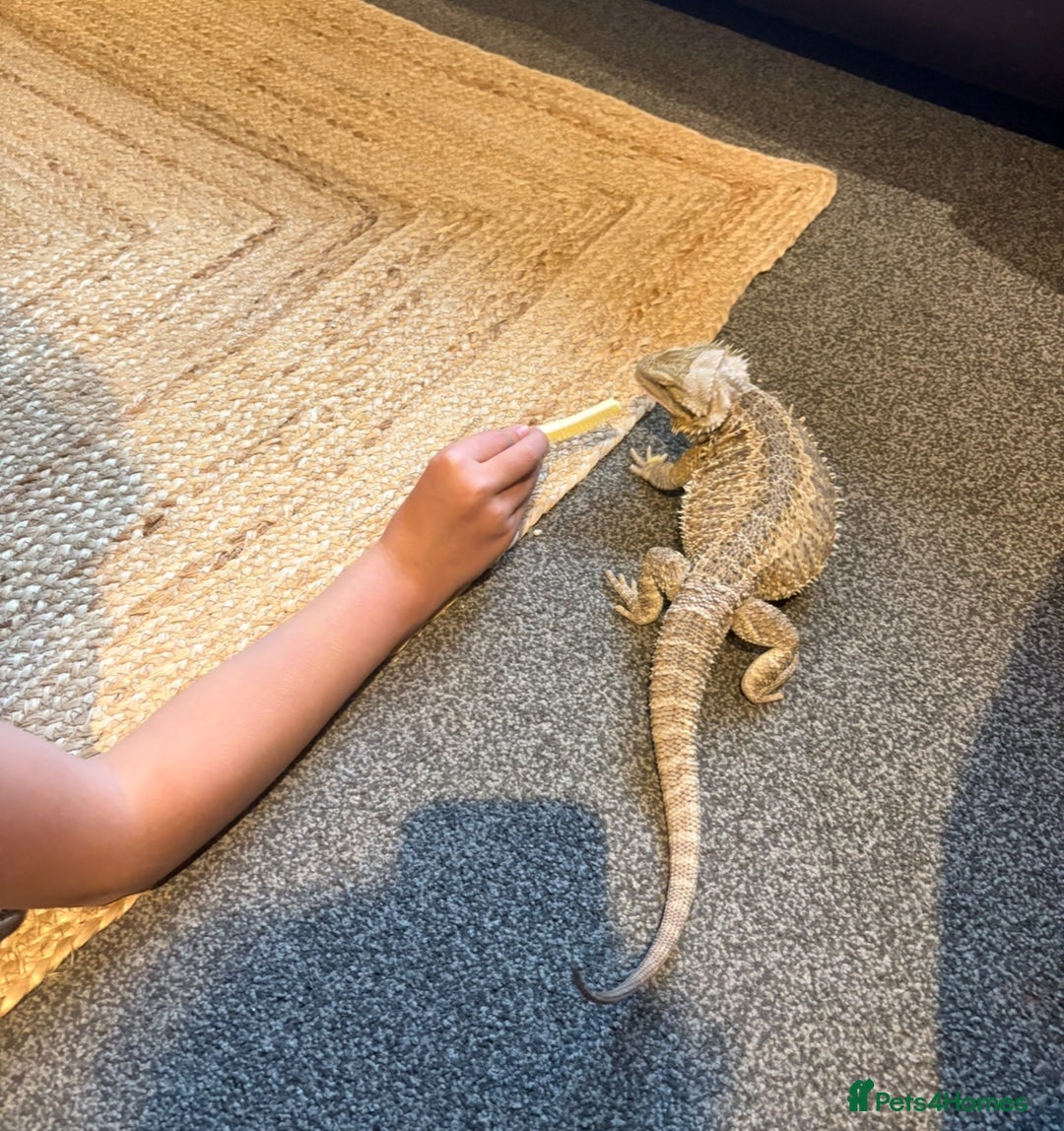 Bearded Dragon reptiles for sale: 1yo bearded dragon  - Image 7