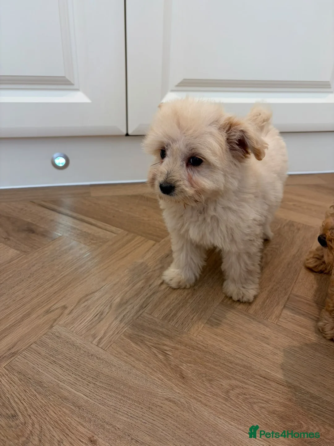 Pomapoo dogs for sale: Pomapoo puppies  - Advert 10