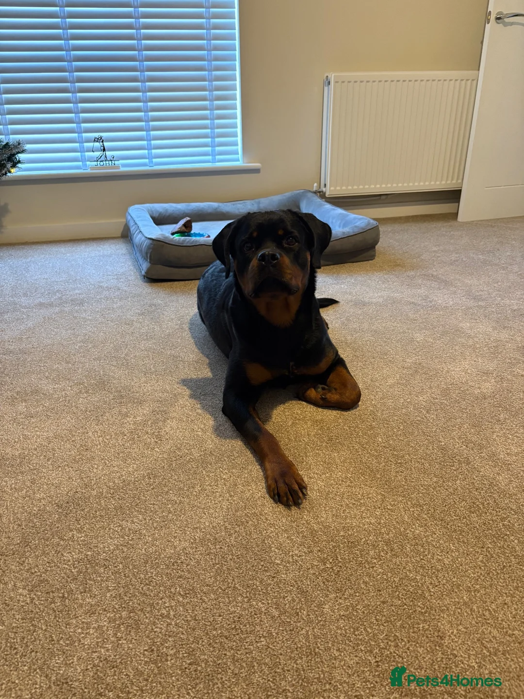 Rottweiler dogs for sale: Female Rottweiler  - Advert 2