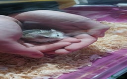 Hamster rodents for sale: Dwarf hamster  - Image 2