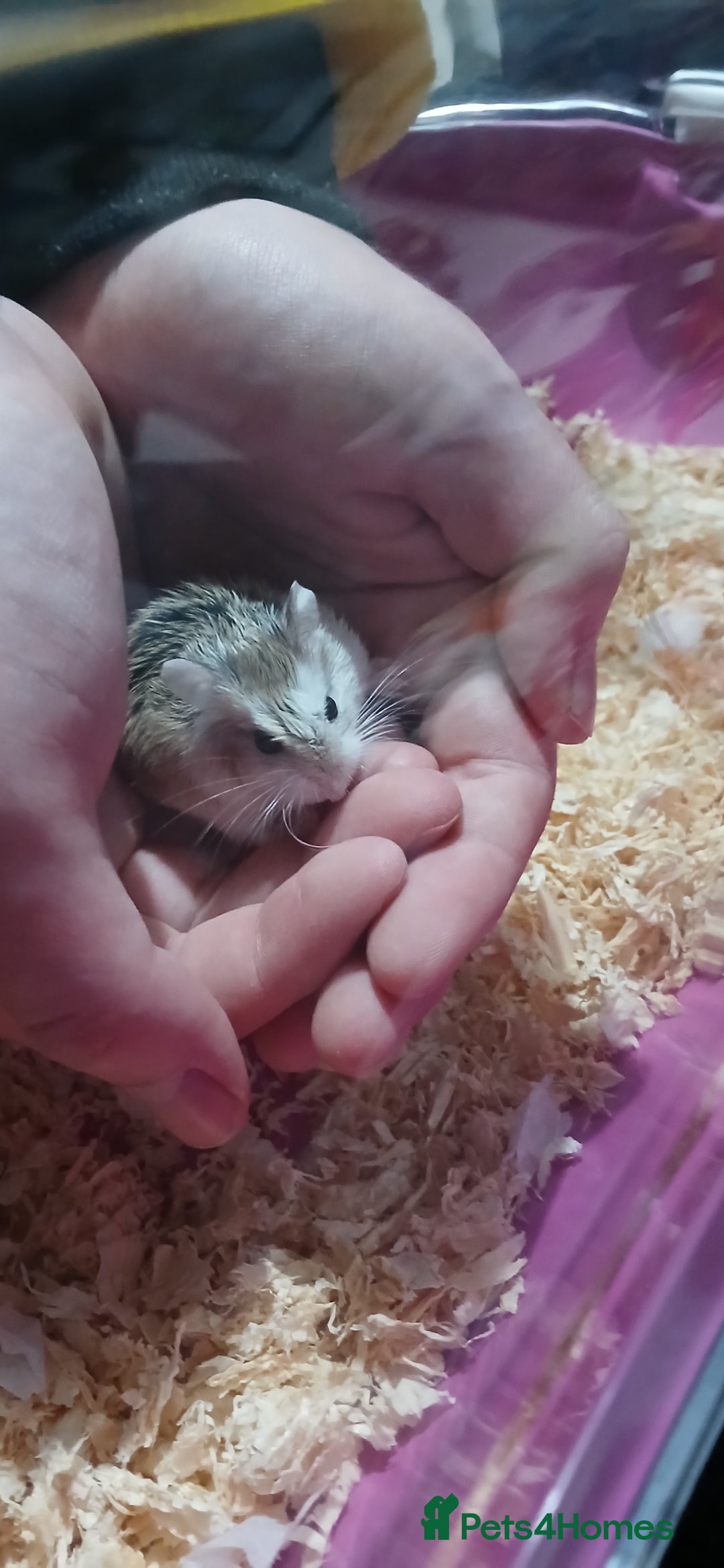 Hamster rodents for sale: Dwarf hamster  - Image 2