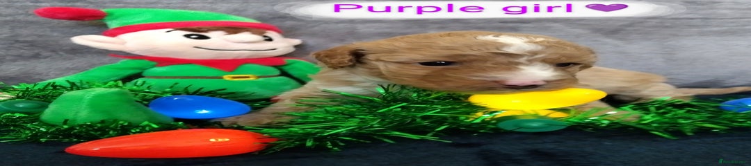 Purple Girl