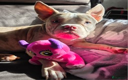 American Bully dogs for stud: Stud male  - Image 3