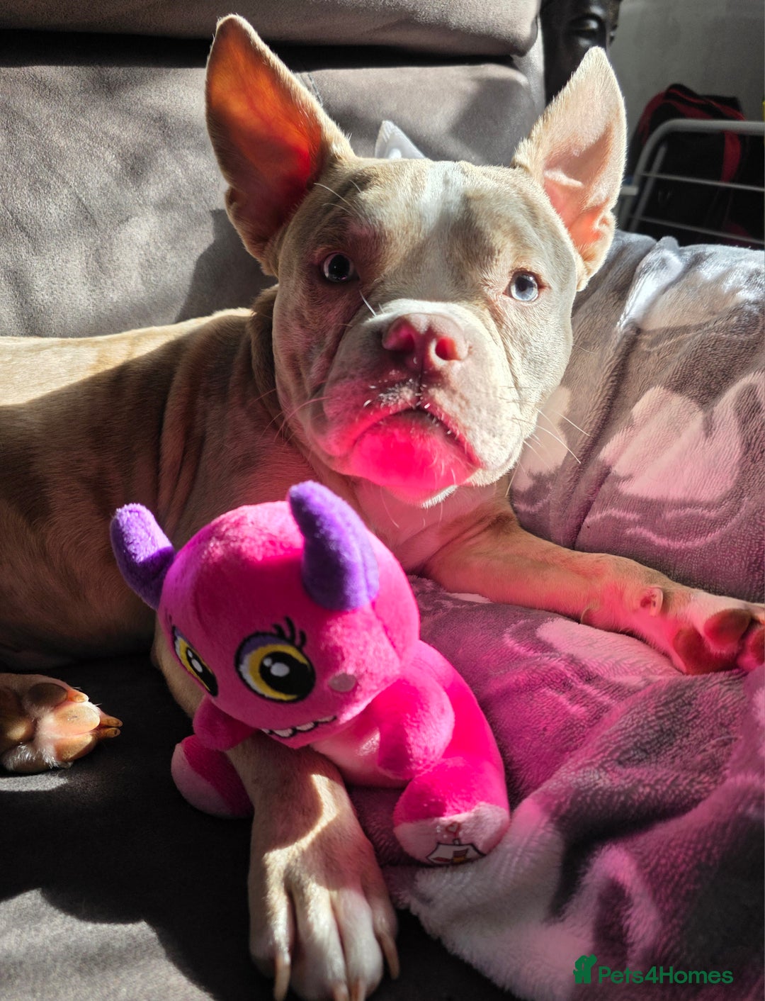 American Bully dogs for stud: Stud male  - Image 3