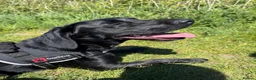 Springador dogs for sale: Lola  - Advert 5