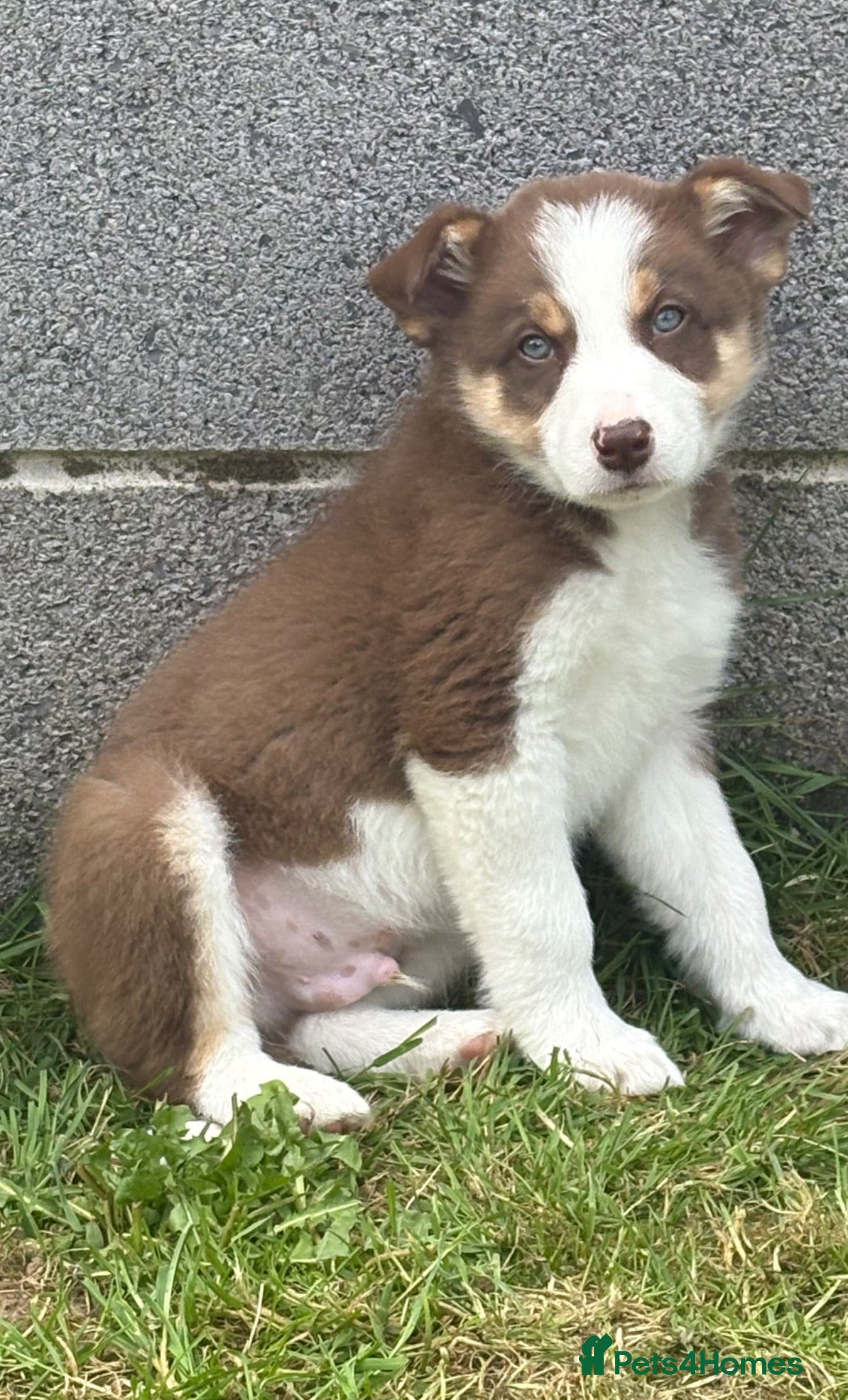 Border Collie dogs Stunning Border collie puppies ISDS reg - Advert 2