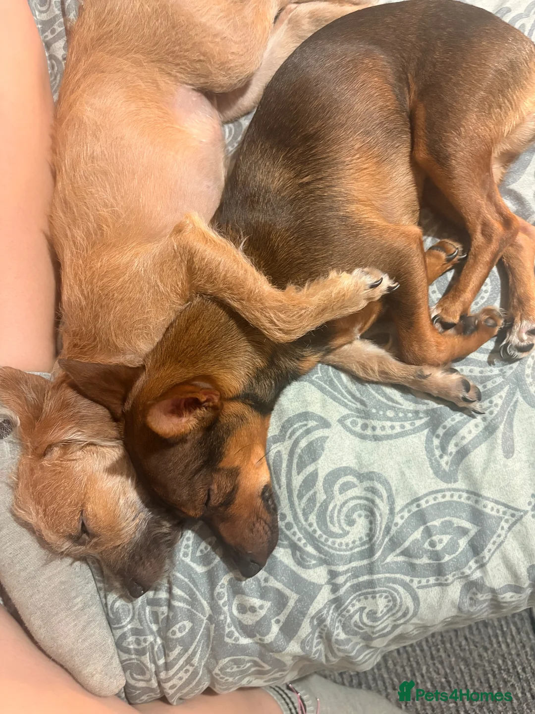 Mixed Breed dogs for sale: Boy and girl puppy  in London - Advert 2