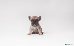 French Bulldog dogs for sale: French Bulldogs  - Image 3