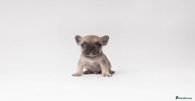 French Bulldog dogs - Advert 14